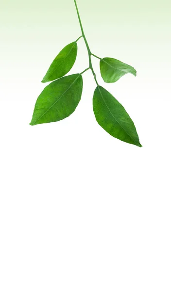 Border Fresh Green Tree Leaves Isolated Clear Background Organic Herbal — Stock Photo, Image