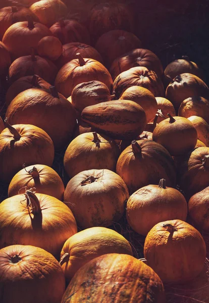 薄明かりの中でオレンジ色のカボチャを熟す 秋の収穫期 伝統的な感謝祭の食べ物とハロウィーンの装飾 — ストック写真