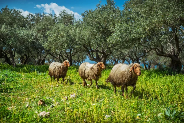 Házi Bárányok Haszonállatok Legelnek Vadonban Nyílt Űrgazdálkodás Ökológiai Mezőgazdaság — Stock Fotó