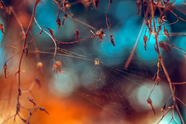 Beautiful Autumn Background Little Spider Weaved Web Tree Branches Forest — Stock Photo, Image