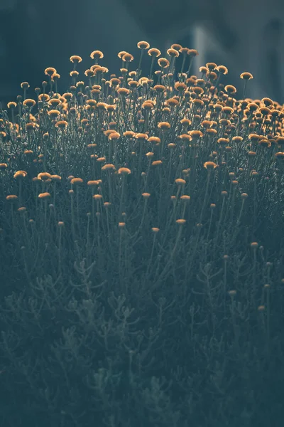 グランジスタイル菊の花の写真 多くの小さな秋の野生の花 美しい花の背景 — ストック写真