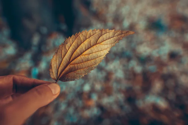 手拿着干树叶的合影 季节变化的概念 秋天来了 — 图库照片