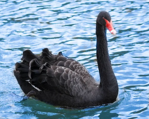 Cygne Noir Avec Bec Rouge Flottant Sur Eau — Photo