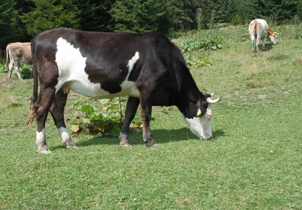 Vache Broutant Sous Les Arbres Dans Les Montagnes — Photo