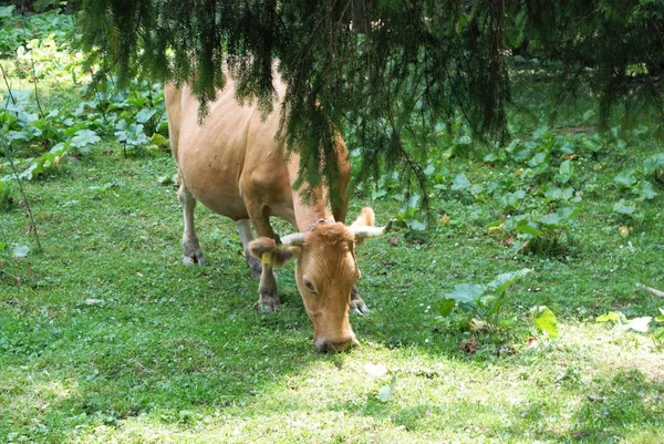 Vache Broutant Sous Les Arbres Dans Les Montagnes — Photo