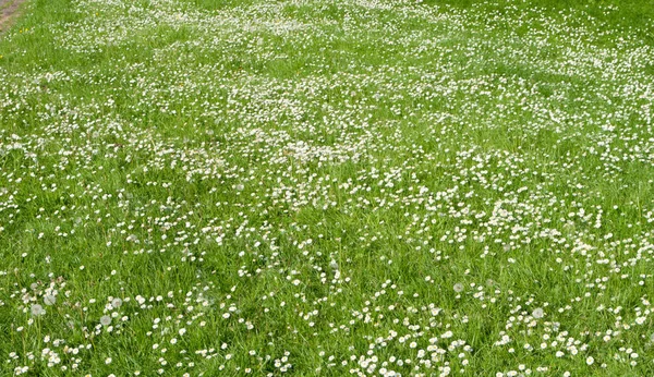 Lawn with small flowers - backgroud