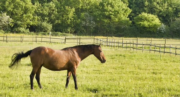 年轻的棕色马在草甸树在背景 — 图库照片