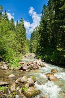 Manzara ile akan su dağlarda - ağaçlar, yeşil