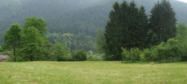Zobacz Łąki Górskie Otoczony Jodły Zielony — Zdjęcie stockowe