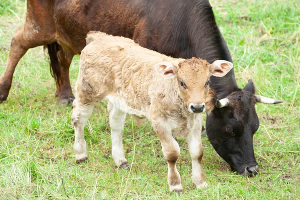 Une Vache Avec Son Veau Broutant Dans Prairie Ferme — Photo