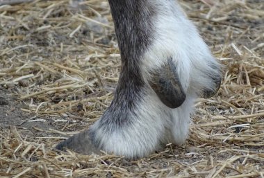 Yakın toynak Ren geyiği kadar arkadan görünüş - hayvan hayvanat bahçesi / bahçesinde yurtiçi / vahşi doğa