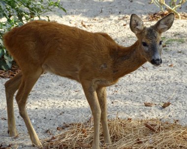 Kameranın doğru - Bambi görünüyor bebek geyik yakın çekim