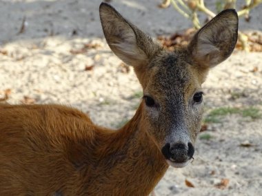 Kameranın doğru - Bambi görünüyor bebek geyik yakın çekim