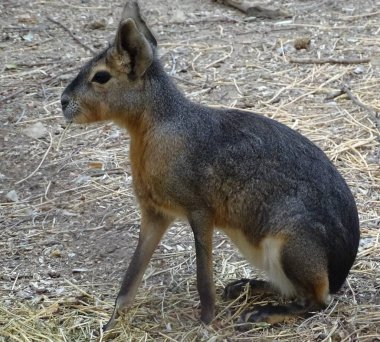 Patagonya Mare (Dolichotis patagonum) - ile yakın hayvanat bahçesinde vahşi hayvan / tavşan kralı a
