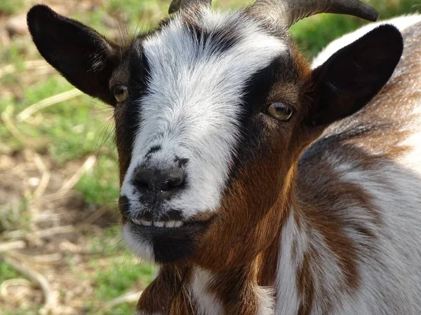 Close up with the goat laughing - animal at zoo / pasture, black face and ears