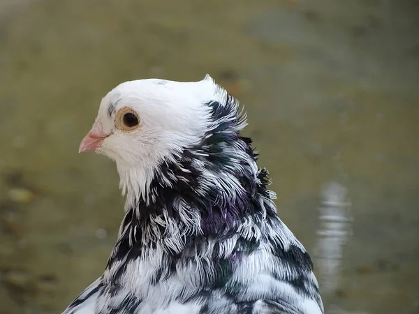 Zbliżenie Kolorowe Gołębi Gołąb Brązowym Tle Ptak Pokoju Gołąb Poczty — Zdjęcie stockowe
