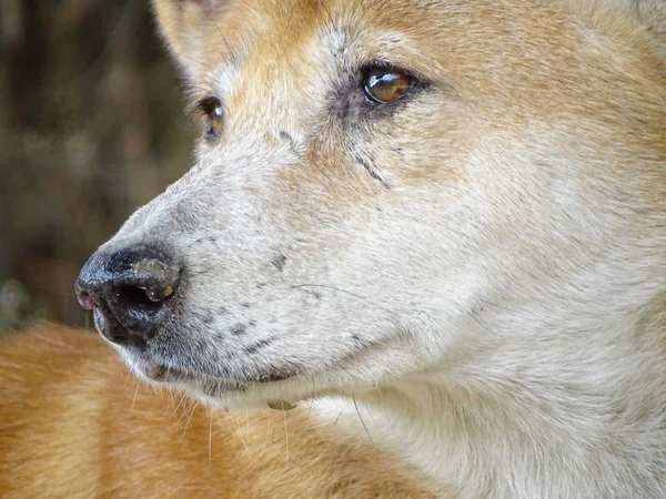 Chiudere Con Dingo Cane Animale Allo Zoo Bocca Orecchie Figura — Foto Stock