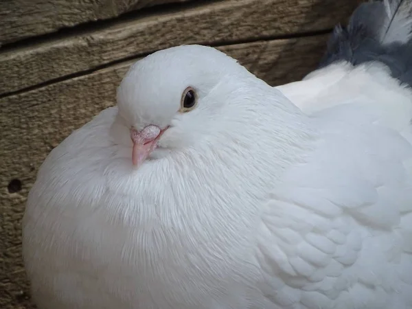 Nahaufnahme Weiße Taube Taube Auf Braunem Hintergrund Friedensvogel Taubenpost — Stockfoto