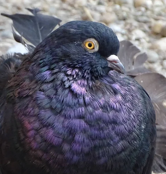 カラフルな鳩をクローズ アップ 茶色の背景に鳩 平和の鳥 ピジョン メール — ストック写真