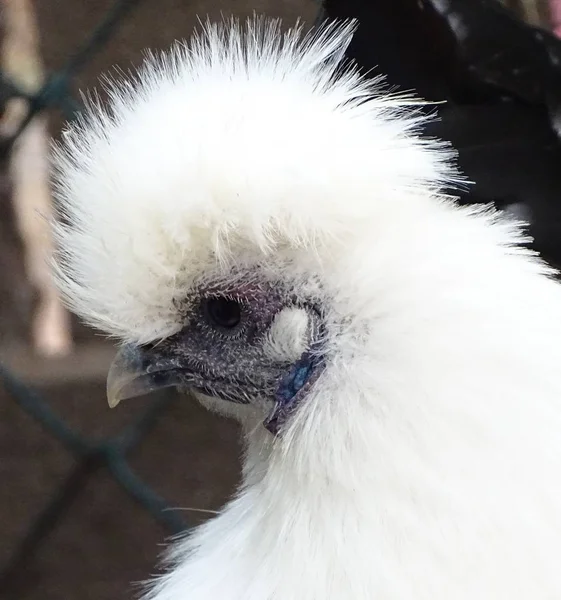 Cerca Pollo Enano Blanco Pájaro Doméstico Zoológico — Foto de Stock