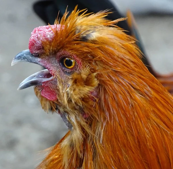 Close Red Chicken Domestic Poultry Egg Poultry Zoo — Stock Photo, Image