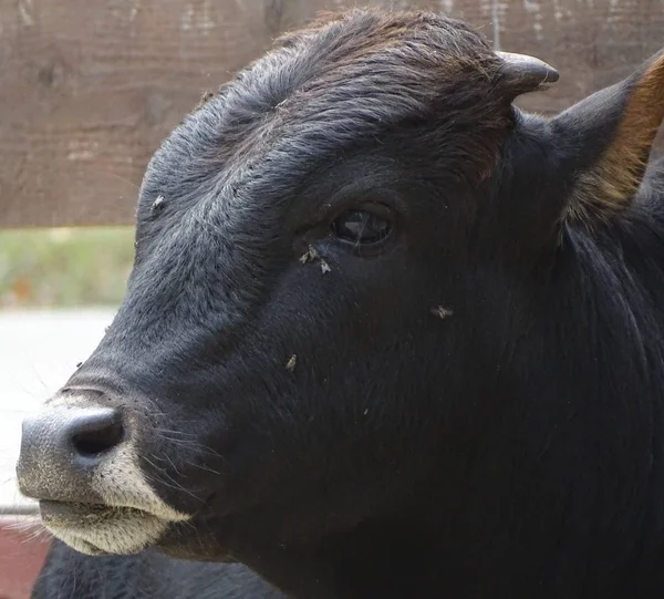 Zbliżenie Brown Czarna Krowa Zwierzę Zoo — Zdjęcie stockowe