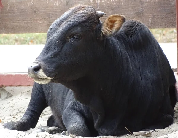 Bliska Brown Czarna Krowa Odpoczynek Zwierzę Domowe Zoo — Zdjęcie stockowe