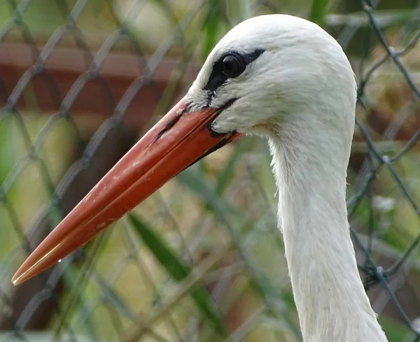 Close Com Perfil Cegonha Bico Laranja Pássaro Migratório Zoológico Lago — Fotografia de Stock