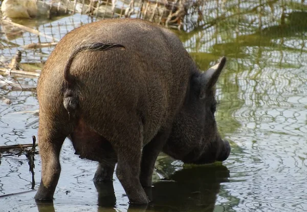 Zblízka Divoké Prase Hnědé Pitné Vody Zvířecí Zoo Home Loděnice — Stock fotografie