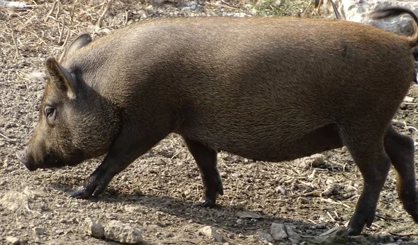 Cerca Cerdo Salvaje Salvaje Caminando Por Suelo Zoológico Animal Doméstico — Foto de Stock