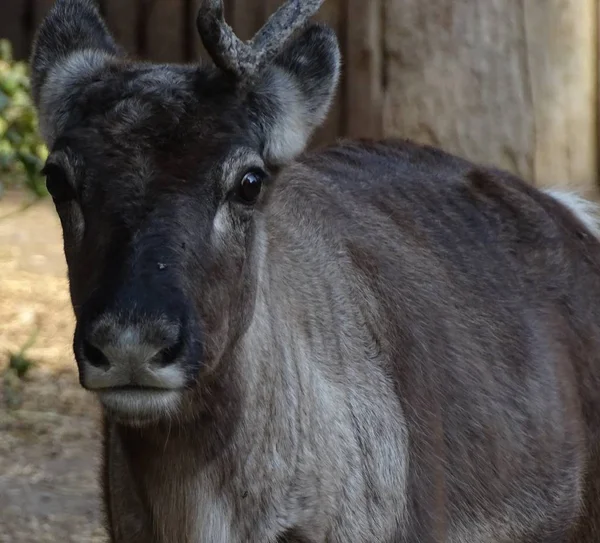 Close Face Reindeer Looking Camera Animal Zoo Home Yard — Stock Photo, Image