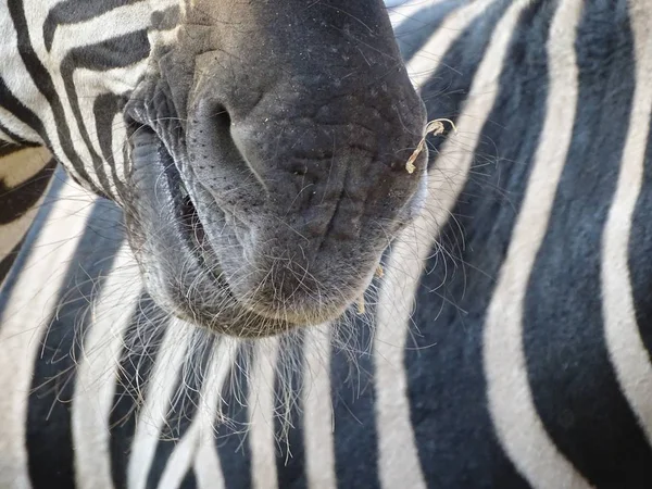 口とシマウマ 動物園 野生の自然の中で動物の口ひげをクローズ アップ 黒と白のパターン — ストック写真