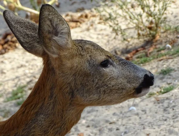 Perfil Cerca Ciervos Jóvenes Bambi — Foto de Stock