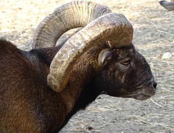 Close Big Horned Mouffle Male Side View Animal Zoo Wild — Stock Photo, Image