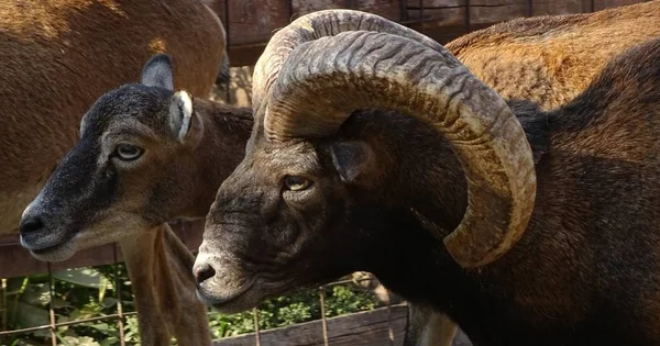 Close Mouflons Pair Mouflon Wild Goats Zoo Mouflon Horns — Stock Photo, Image