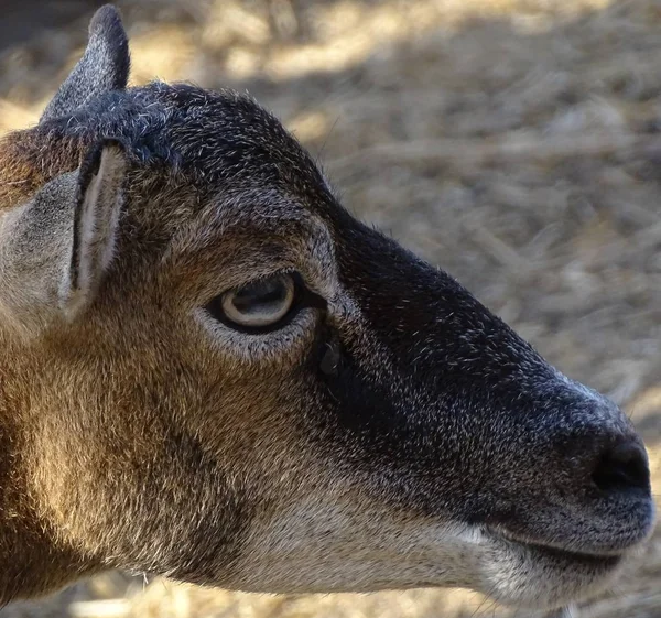 Close Mouflon Female View Profile Zoo Wild Animal Nature — Stock Photo, Image