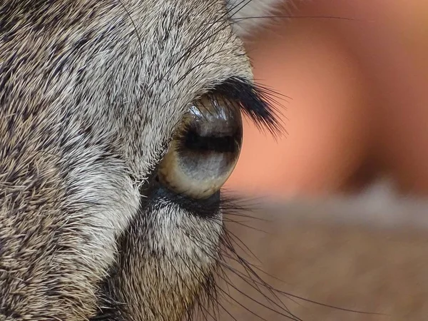 Lähemmäs Moufflon Naaras Mouflon Silmät Eläin Eläintarhassa Luonnossa — kuvapankkivalokuva