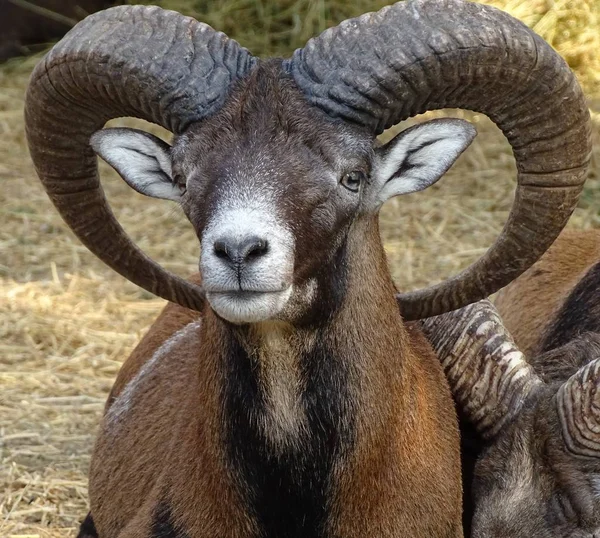 Gros Plan Mouflon Mâle Avec Cornes Grande Vue Face Zoo — Photo
