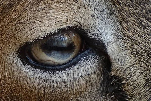 Close Mouflon Female Mouflon Eyes Zoo Wild Animal Nature — Stock Photo, Image