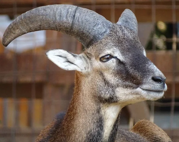 Close Macho Mouflon Com Chifres Vista Frontal Grande Zoológico Animal — Fotografia de Stock