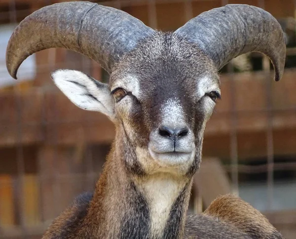 Close Male Mouflon Horns Large Front View Animal Zoo Wild — Stock Photo, Image