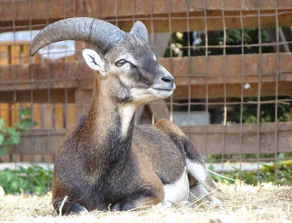 Close Macho Mouflon Com Chifres Vista Frontal Grande Zoológico Animal — Fotografia de Stock