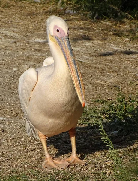 Zblízka Pelikán Čelní Pohled Volně Žijících Ptáků Zoo — Stock fotografie