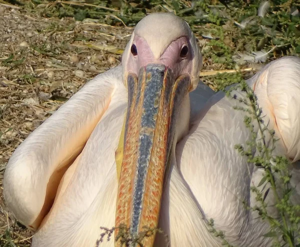 Zblízka Pelikán Čelní Pohled Volně Žijících Ptáků Zoo — Stock fotografie