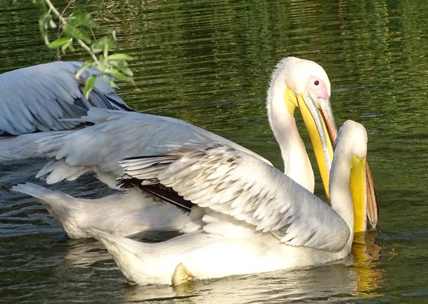 Nära Håll Med Pelikaner Som Letar Efter Mat Vattnet Vild — Stockfoto