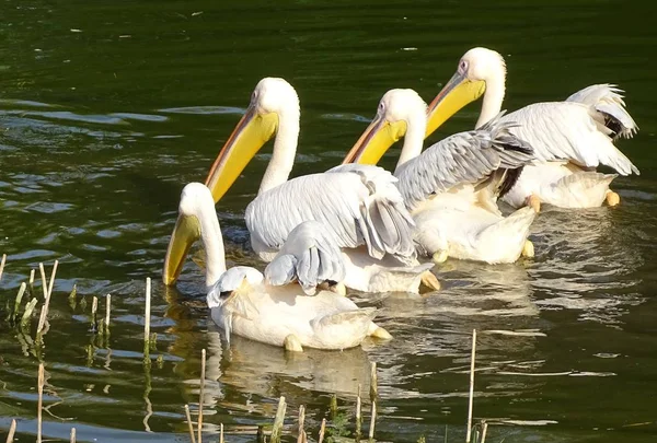 Fechar Com Pelicanos Procura Comida Água Pássaro Selvagem Zoológico — Fotografia de Stock