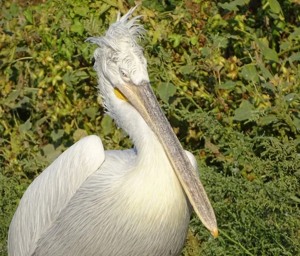 Zblízka Profil Pelikán Rozcuchané Peří Zoo Zvíře Příroda Migrace — Stock fotografie