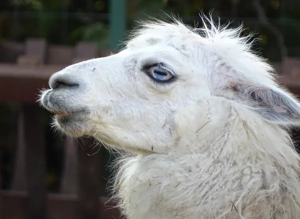 Acercamiento Con Llamas Blancas Ojos Azules Animal Salvaje Zoológico — Foto de Stock