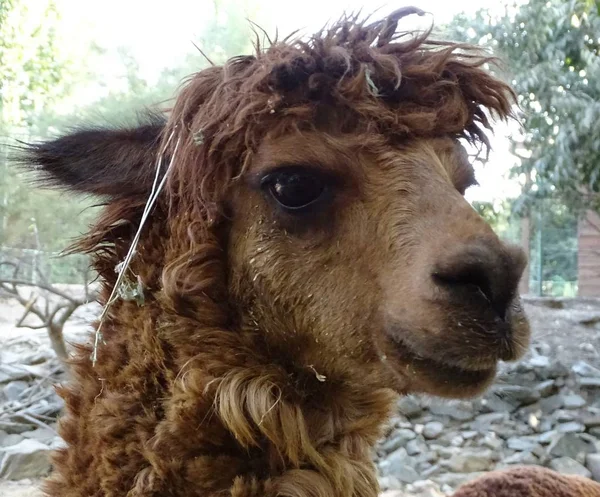 Primer Plano Llama Bebé Pelo Mullido Lindo Marrón Zoológico Animales — Foto de Stock