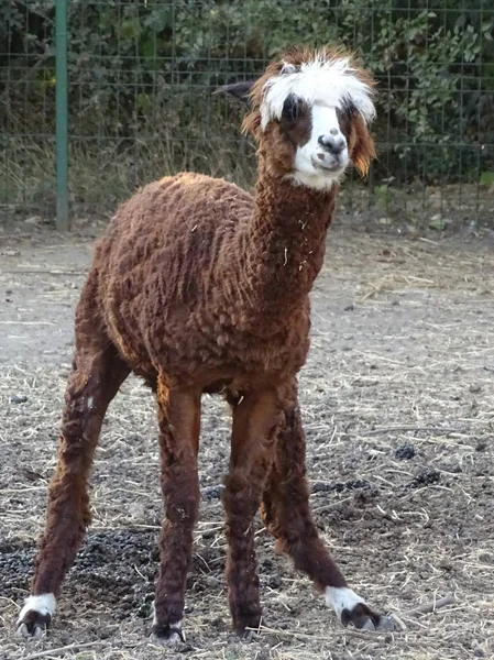 Primer Plano Llama Bebé Pelo Mullido Lindo Marrón Zoológico Animales — Foto de Stock